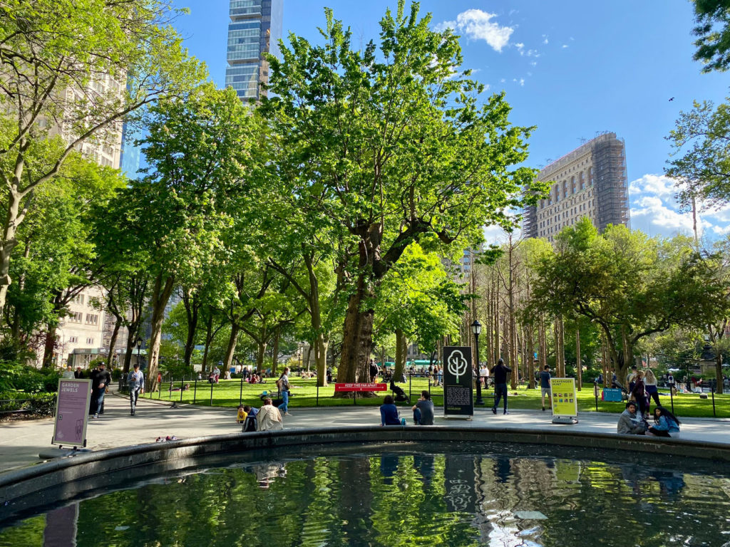 English elm tree in Madison Square Park, NYC