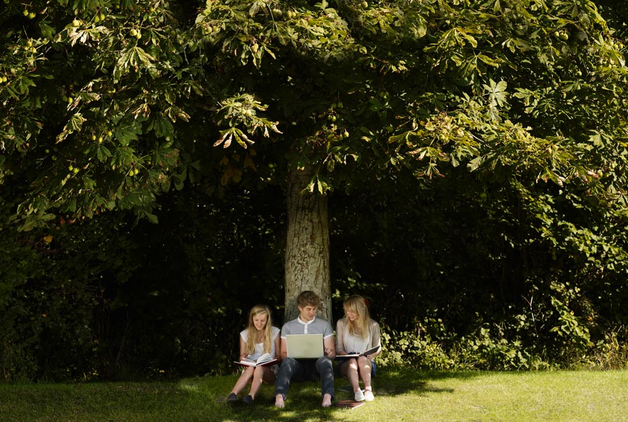 tree providing shade